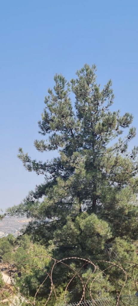 אורן קפריסאי