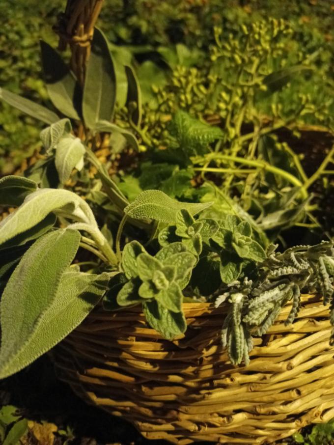 אזוב, מרווה וגעדה בסל