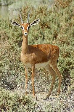 צבי ארץ ישראלי