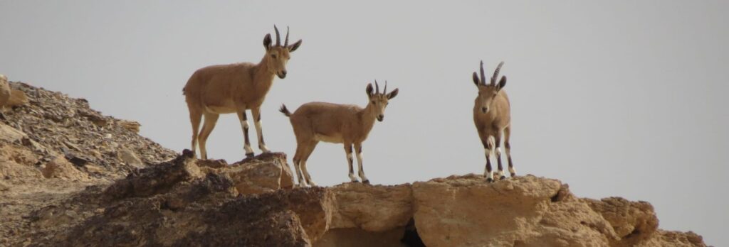 יעלים במדבר