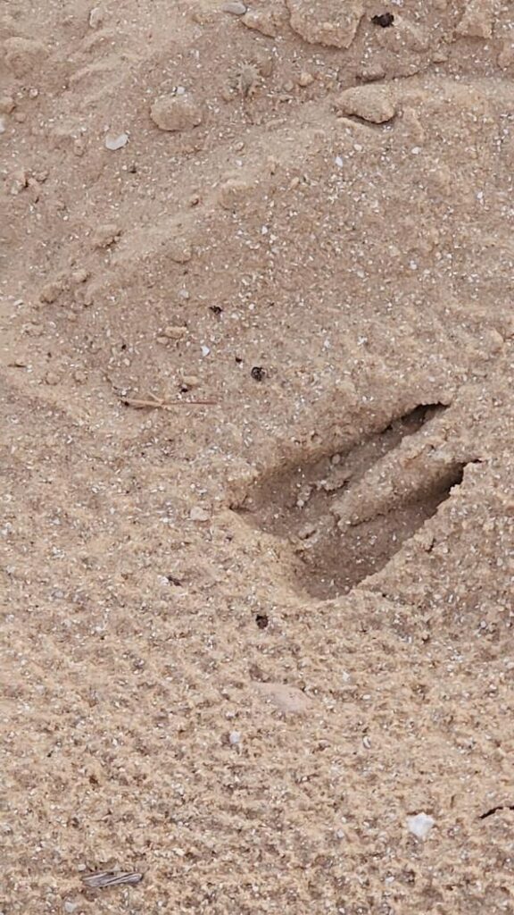 עקבת צבי בחול