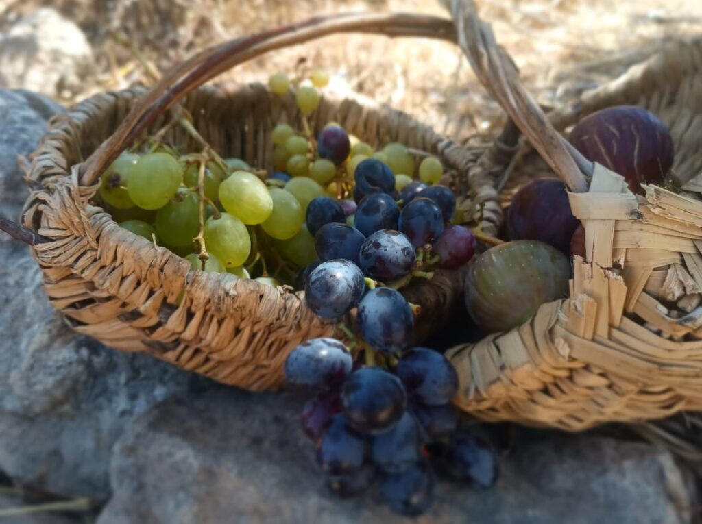 תאנים וענבים