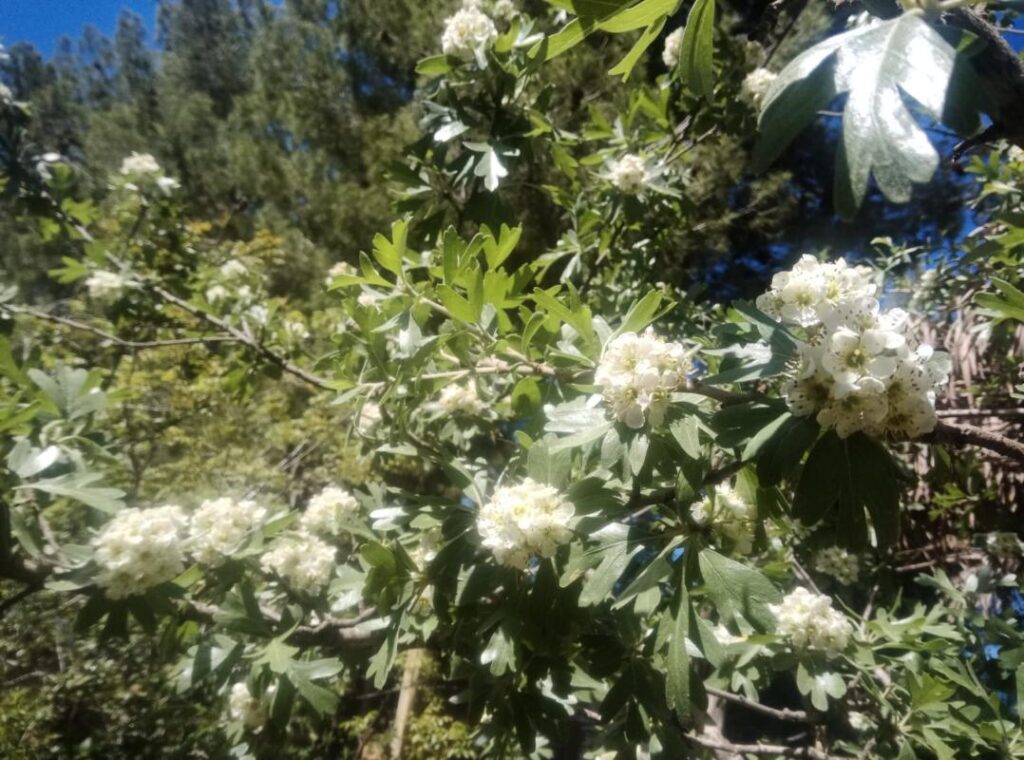פריחצ עוזרר